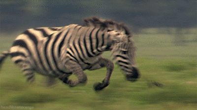 zebra chase